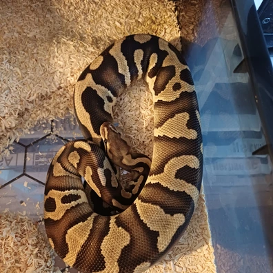 Cb24 Chocolate Fire Het Clown 50% Het Hypo Ball Python - female for sale from Ben & Connie's Royal Pythons