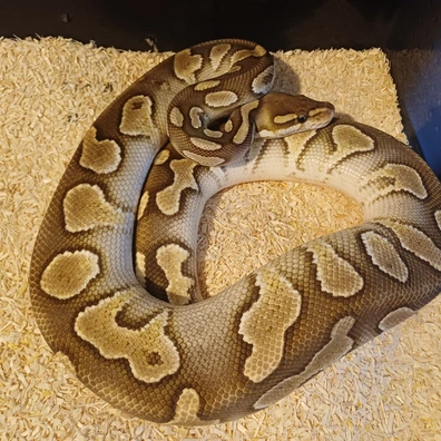 Cb23 Chocolate Lesser Yb Het Hypo Ball Python - male for sale from Ben & Connie's Royal Pythons