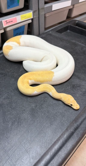 Od Banana Leo Clown Pied Ball Python by Sculpted Exotics LLC