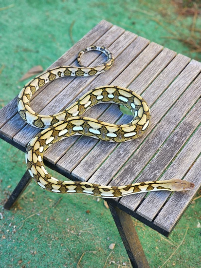 NO RESERVE SUPER DWARF Tiny Tiger Het Anery 50% Kalatoa Reticulated ...