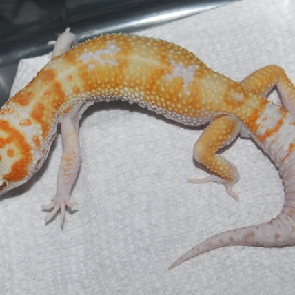 CoastSideGeckos - MorphMarket