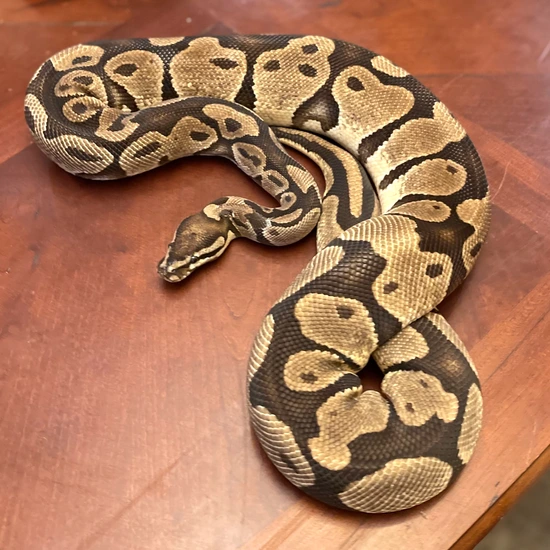 Orange Dream Ball Python by Dark Heart Reptiles