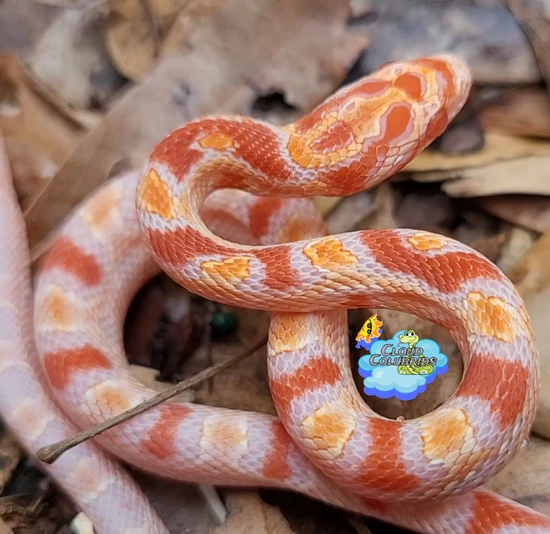 Reverse Okeetee Male #6 Corn Snake by Cloud Colubrids