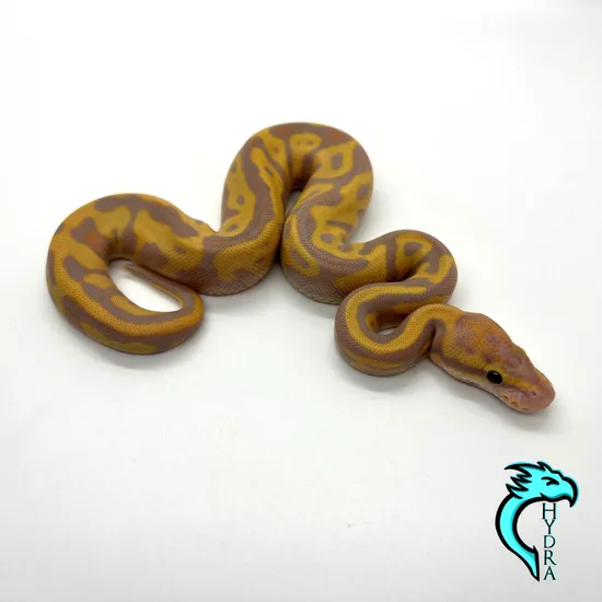 Banana Leopard Lucifer Het Clown 50% Het Pied Ball Python by Hydra ...