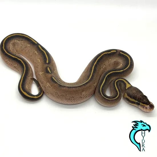 Highway Ball Python Grey Color Highway Ball Python by Hydra Constrictors