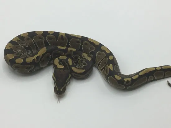 Het Ultramel Ball Python by Paint Jobs & Patterns