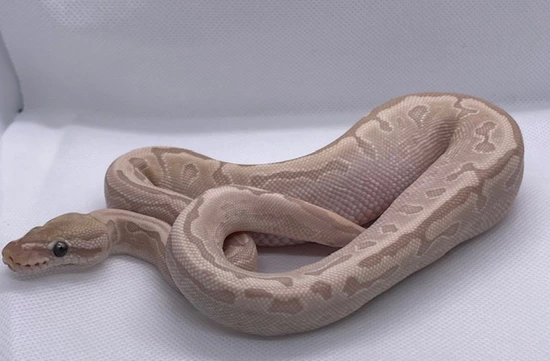 Bamboo Fire Leopard Ball Python by Hold My Balls, LLC