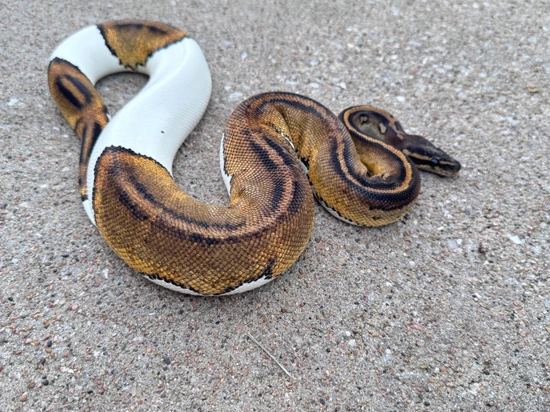 Black Head OD Pied Het Clown Ball Python by Neuro-Fi Exotics