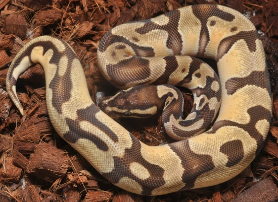 OD Enchi Het Pied - SALE Ball Python by Sixth Sense Exotics