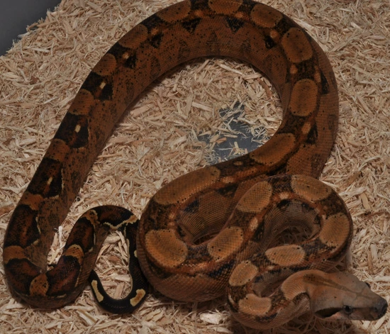Mandarin Belly Raptor DH VPI Blood - SALE Boa Constrictor by Sixth ...