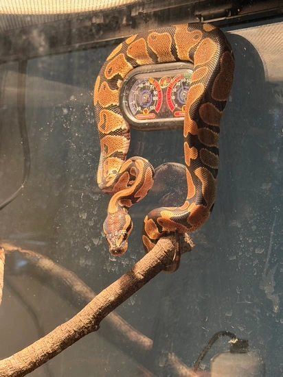 Normal Ball Python by Sneed exotics