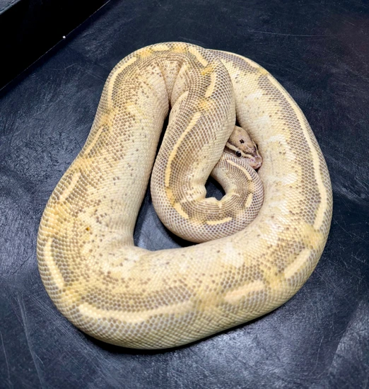 Highway Ball Python by ApexRoyals