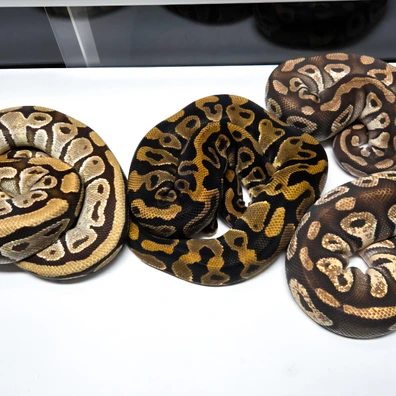 0.3 Het Clown Adult Ball Python - female for sale from Cold Blooded Arts