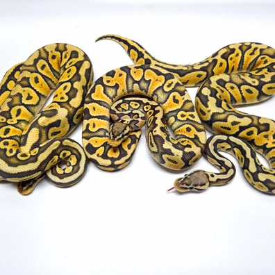 1.2 Pastel Hypo 100% Het Clown 50% Het Puzzle