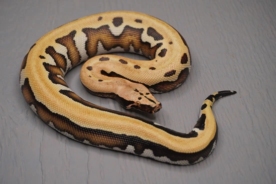 Golden Eye 100% Double Het Pied/T+ Albino Blood Python by Cold-Blooded ...