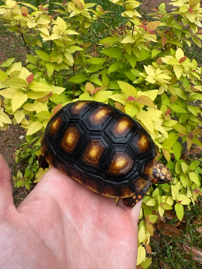 Red Foot Red-Footed Tortoise by CT's Tortoises