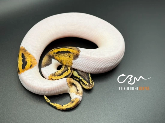 Leopard Pastel Pied DH Hypo Clown Ball Python by Cole Blooded Morphs