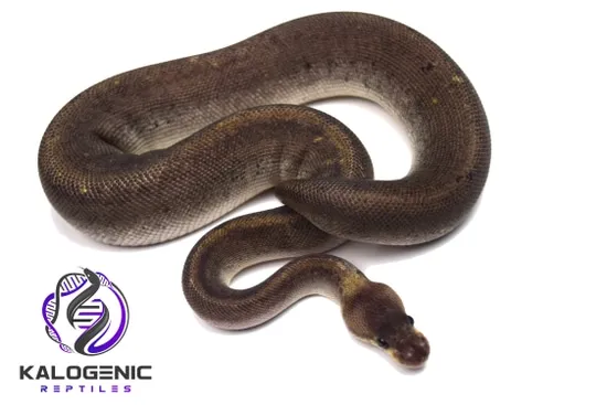 Silver Bullet Python Silver Bullet Possible Enchi Ball Python by Kalogenic Reptiles