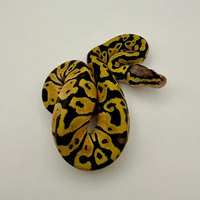 Pastel Vanilla 100% Het Clown 50% Het Hypo 50% Het Pied Ball Python - male for sale from AJ Pythons