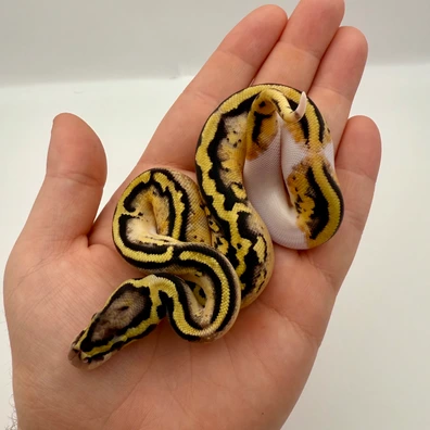 Pastel Hurricane Pied 100% Het Clown 66% Het Hypo Ball Python - female for sale from AJ Pythons