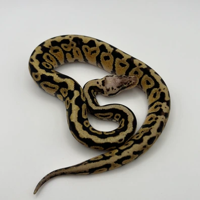 Super Pastel Spotnose 100% Het Clown 50% Het VPI Axanthic Ball Python - female for sale from AJ Pythons
