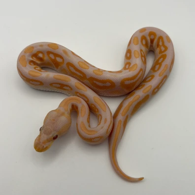 Cinnamon Lavender 50% Het Pied 50% Het VPI Axanthic Ball Python - female for sale from AJ Pythons