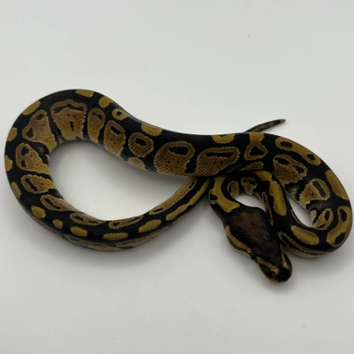 Normal 100% Het Lavender 66% Het VPI Axanthic 50% Het Pied Ball Python - male for sale from AJ Pythons