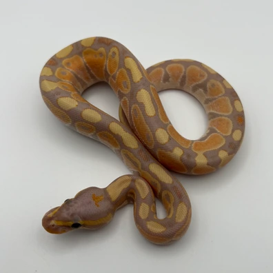 Banana Enchi 66% Het Clown