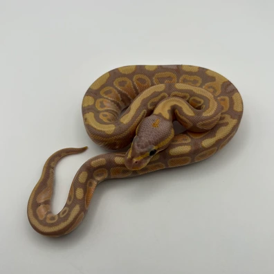 Banana Pastel 66% Het Clown