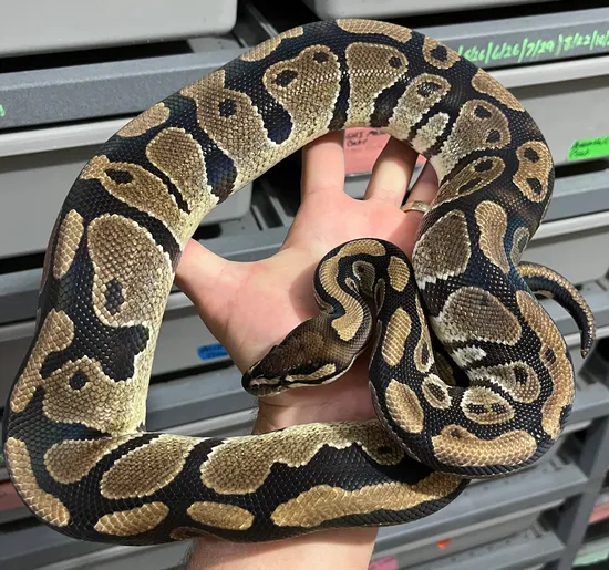Double Het Vpi Axanthic Pied Ball Python by Constricted Reptiles