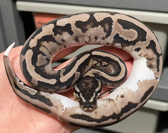 Vpi Axanthic Pied Ball Python by Constricted Reptiles