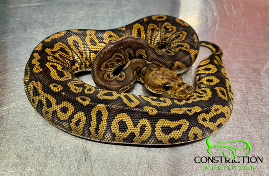 Black Pastel Acid Clown Ball Python by Constriction Addiction