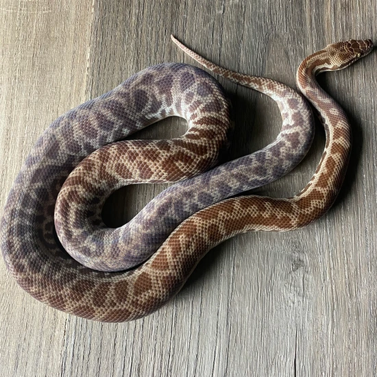 Western Stimson’s Stimson's Python by Conviction Reptiles