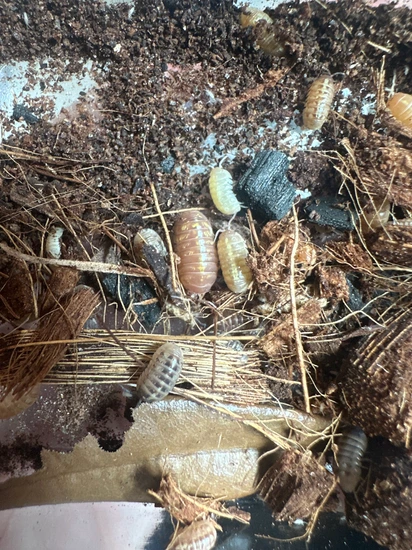 St Lucia Isopods- 30 Ct by Cool, Calm, and Crested