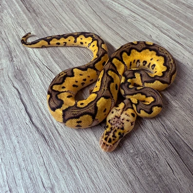 Pastel Ghi Vanilla Clown