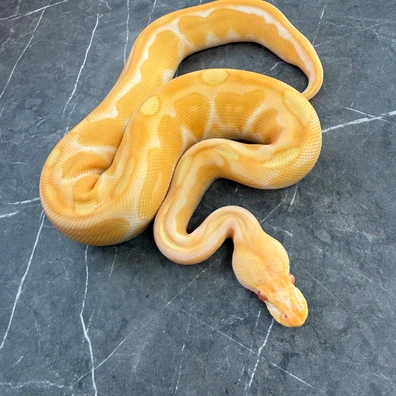 Enchi Cinnamon Candy 66% Het Pied