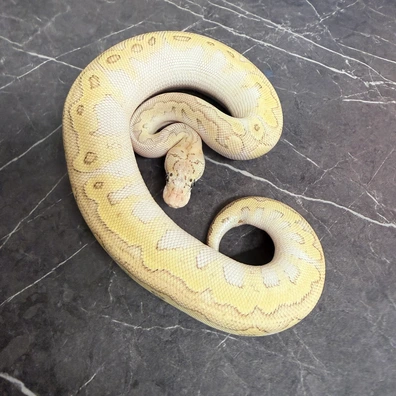 Ghi Lesser Firefly Clown Het Axanthic Vpi