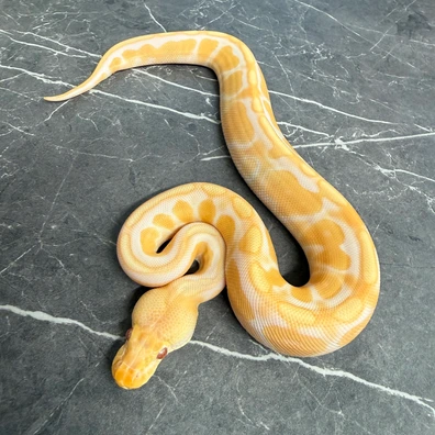 Enchi Cinnamon Candino 66% Het Pied