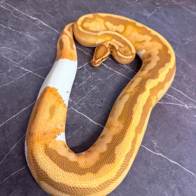 Chocolate Ultramel Pied Ball Python - male for sale from Cooper-Belles-Morphs