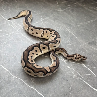Axanthic Vpi Clown Ball Python - female for sale from Cooper-Belles-Morphs