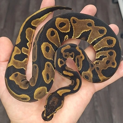 Leopard Het Desert Ghost Ball Python - female for sale from Voodoo balls