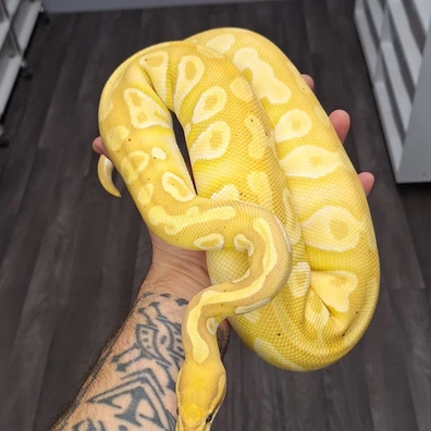 Banana Enchi Mojave 50%het Dg Ball Python - female for sale from Voodoo balls