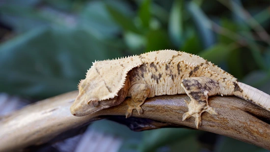 Extreme Tricolor ODM Lineage Crested Gecko by Copper State Cresteds