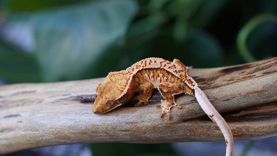 Top Of The Line Tricolor Crested Gecko by Copper State Cresteds