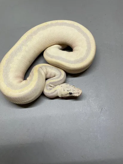 Ivory Pastel Probablle Leopard Ball Python by Coppinger Reptile Co.
