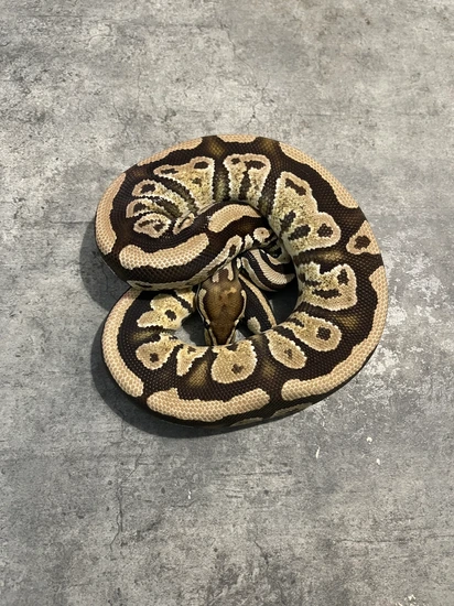 Fire Complex Ball Python by Goof-Ball Pythons