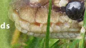 Corey Woods Reptile store logo