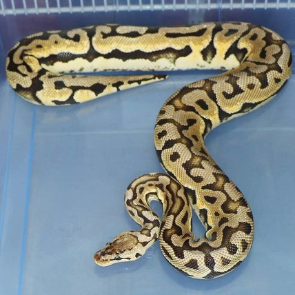 Super Pastel Puzzle Possible Het Lavender Ball Python