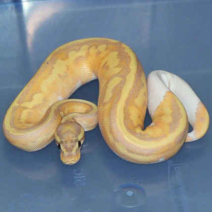 Banana Mahogany Pied Ball Python