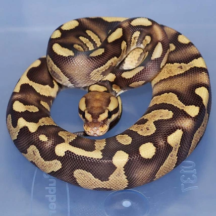 Eramosa Super Chocolate Ball Python